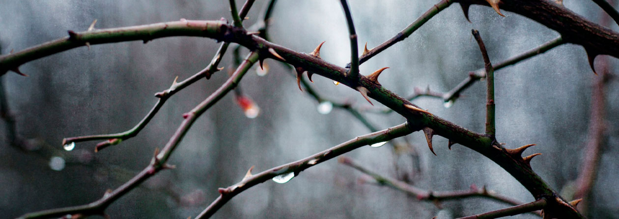 ramas de un árbol con espinas y gotas de lluvia