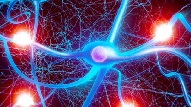 conexiones cerebrales que estudia la neurociencia