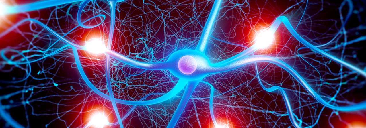 conexiones cerebrales que estudia la neurociencia