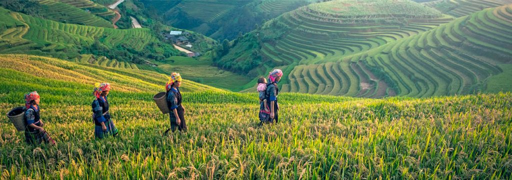 personas caminando por los campos de arroz en China